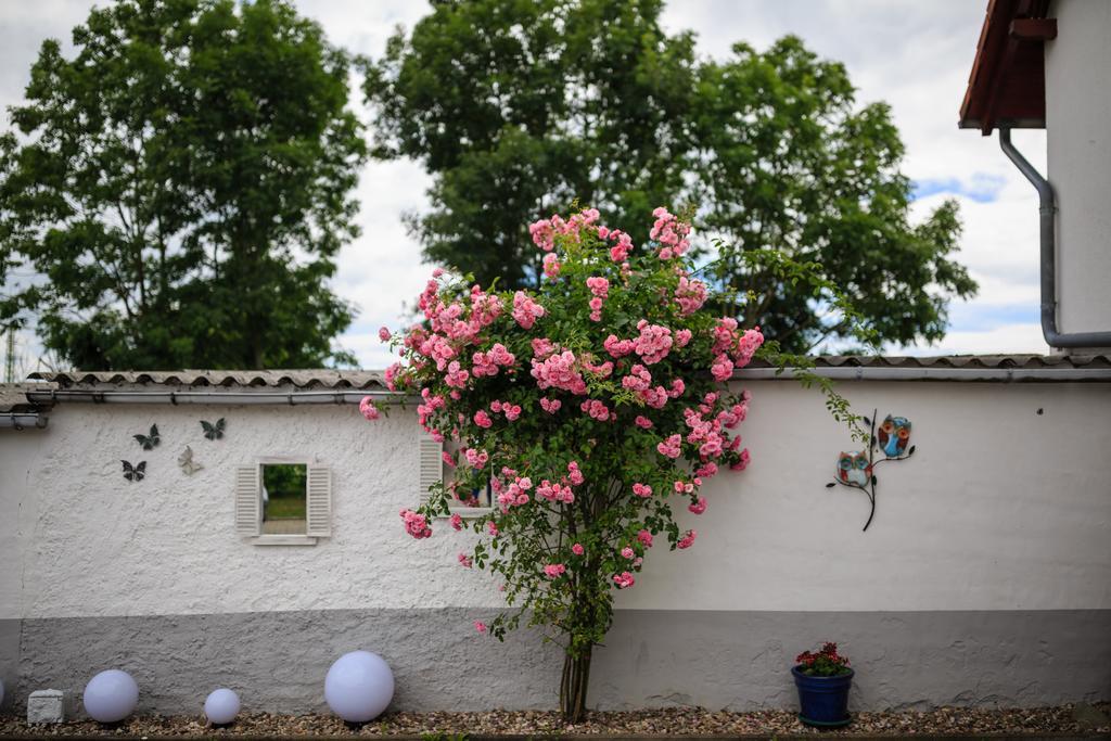 Hotel-Pension Am Rosarium Sangerhausen Zewnętrze zdjęcie